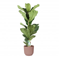 Ficus Lyrata in ELHO sierpot Vibes Fold Round (delicaat roze)