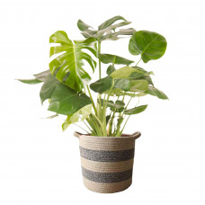 Monstera Deliciosa Struik in mand 