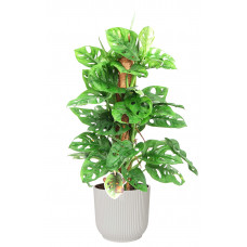 Monstera Monkey Leaf met mosstok in ELHO ® Vibes Fold Rond (zijdewit)