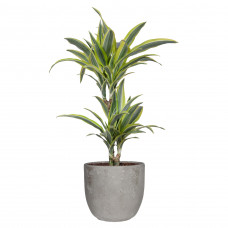 Dracaena dermensis lemon lime in Mica sierpot Jimmy (lichtgrijs)