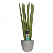 Decorum Sansevieria Cylindrica straight in Mica sierpot Jimmy (lichtgrijs)