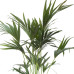 Kentia Palm 