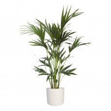 Kentia Palm in ELHO b.for soft sierpot (wit)