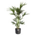 Kentia Palm in ELHO b.for soft sierpot (antraciet)