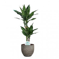 Dracaena Janet Lind  in Mica sierpot Carrie (donkergrijs)