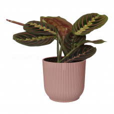 Maranta leuconeura  Tricolor  in ELHO sierpot Vibes Fold (delicaat roze)