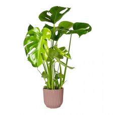 Monstera Deliciosa in ELHO sierpot Vibes Fold (delicaat roze)