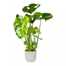 Monstera Deliciosa in ELHO sierpot Vibes Fold (zijdewit)