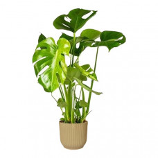 Monstera Deliciosa in ELHO sierpot Vibes Fold (botergeel)