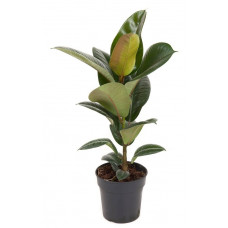 Ficus elastica Robusta