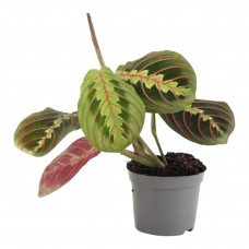 Maranta leuconeura ‘Fascinator’ 