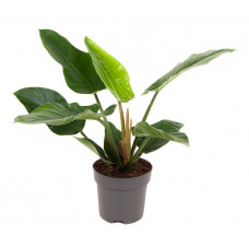 Philodendron Imperial Green