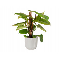 Philodendron Fuzzy Petiole  in ELHO ® Vibes Fold Rond (zijdewit)