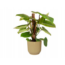 Philodendron Fuzzy Petiole  in ELHO ® Vibes Fold Rond (botergeel)