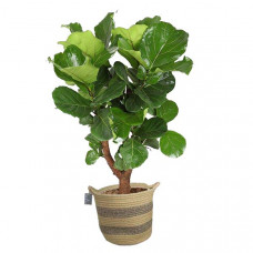 FIcus Lyrata (vertakt) in plantenmand Flores