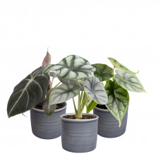 Plantenset Alocasia  (in blauw Laos keramiek)