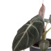 Plantenset Alocasia  (in blauw Laos keramiek)