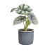 Plantenset Alocasia  (in blauw Laos keramiek)